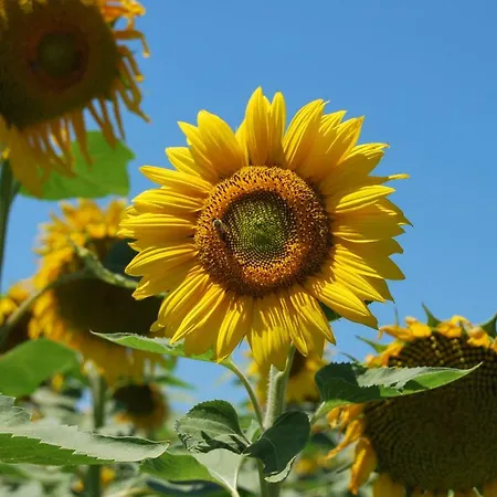 Semesterbostad Casa Bartali