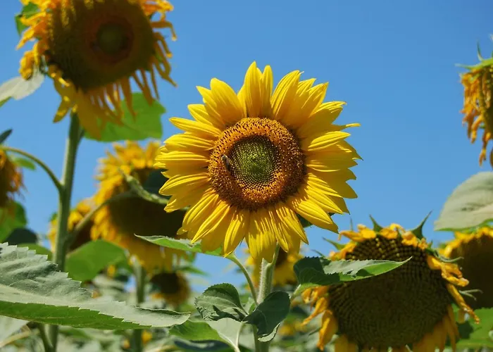 Semesterbostad Casa Bartali